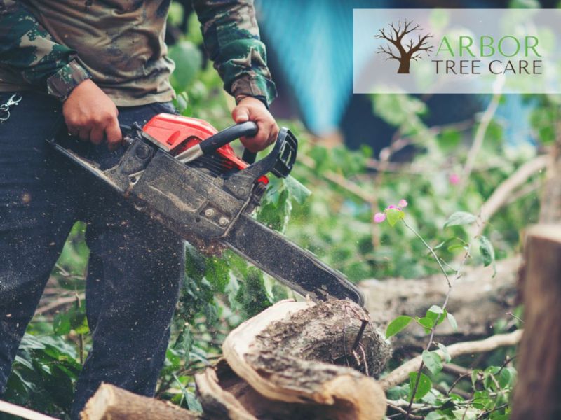 Why Do You Need a Tree Assessment Service?